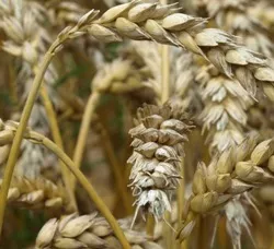 Pflanzenschutzmittelreduktion beim Weizen