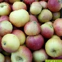 Pomologe: Hunderte unbekannte Apfelsorten in Deutschland