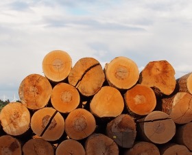 Potenzial von Holz 