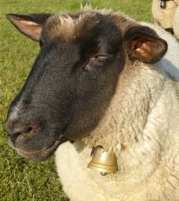 Produkte vom Schaf