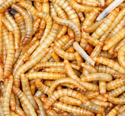 Proteinquelle Insekten