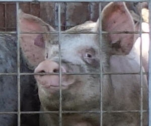 Prozess Tierqulerei Schweinehaltung
