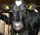 Quotendruck und Turbokhe - Der berlebenskampf der Milchbauern