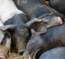REWE GROUP reagiert auf den Verdacht bezglich Missstnden bei der Tierhaltung in einem niedersterreichischen Landwirtschafts-Betrieb