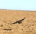 Raubvogel ber dem Acker