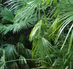Regenwald schtzen