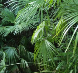 Regenwaldschutz in Brasilien