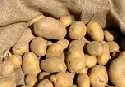 Rekord beim deutschen Kartoffelexport 