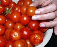 Rekordverbrauch an frischen Tomaten