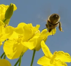 Rettet die Bienen