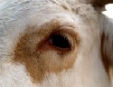 Rheinland-Pfalz: Schwarz- und rotbunte Holsteinrinder dominieren den Rinderbestand
