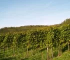 Richtlinie ber die Frderung von Innovationen fr einen umweltschonenderen Weinbau verffentlicht