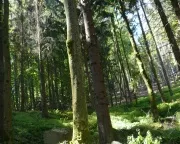 Riesige Waldflchen in Brandenburg