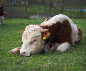 Rinder auf der Weide schlachten