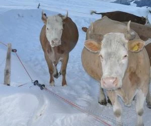 Rinder im Schnee