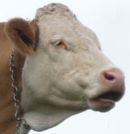 Rinderhalter gibt nach Vorwurf der Tierqulerei auf