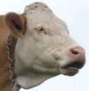 Rinderhalter gibt nach Vorwurf der Tierqulerei auf
