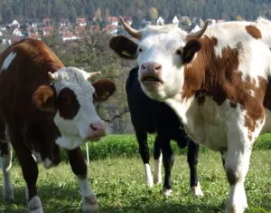 Rinderhaltung in Bayern