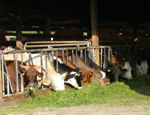 Rinderhaltung in Mecklenburg-Vorpommern