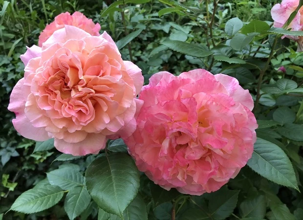 Rosen aus Baden-Wrttemberg