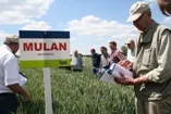 Saaten-Union: Weizensorte Mulan fhrend in Europa