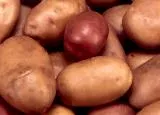 Saatkartoffeln 