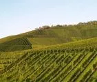 Sachsen-Anhalt untersttzt Weinbauern bei Beseitigung von Winterschden