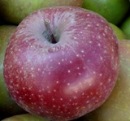 Sachsens Obstbauern erwarten schlechte Apfelernte
