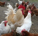 Schaden durch Vogelgrippe