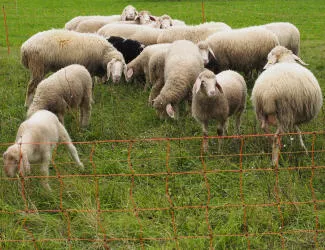 Schaf-Ziegen-Prmie Thringen 