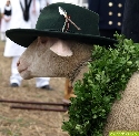 Schaf mit Hut