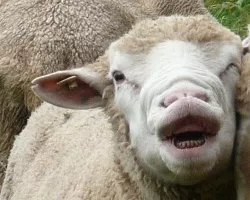 Schafe auf Usedom
