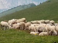 Schafe auf der Alm