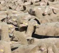 Schafe bei Minustemperaturen