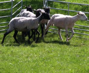 Schafe fr Deichpflege