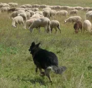 Schafe hten