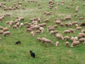 Schafe in Baden-Wrttemberg 2016