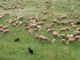 Schafe in Baden-Wrttemberg 2016