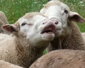 Schafe in Baden-Wrttemberg
