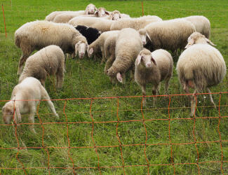 Schafe in Mecklenburg-Vorpommern schlachten