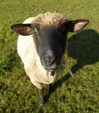 Schafe in Rheinland-Pfalz