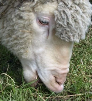 Schafe in Thringen