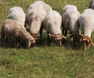 Schafe in der EU