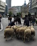 Schafe in der Stadt