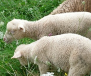 Schafe schtzen