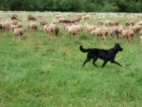 Schafe vor Wlfen schtzen