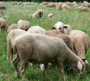 Schafe vor Wlfen schtzen