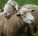 Schafhalter treffen sich