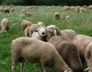 Schafhaltung in Bayern