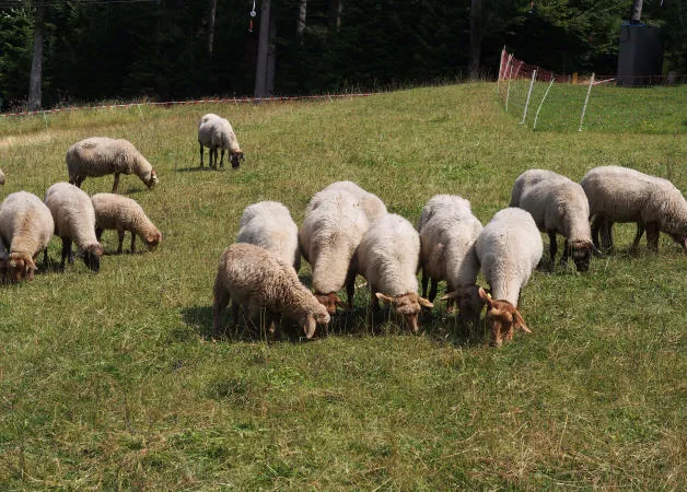 Schafhaltung in Niedersachsen